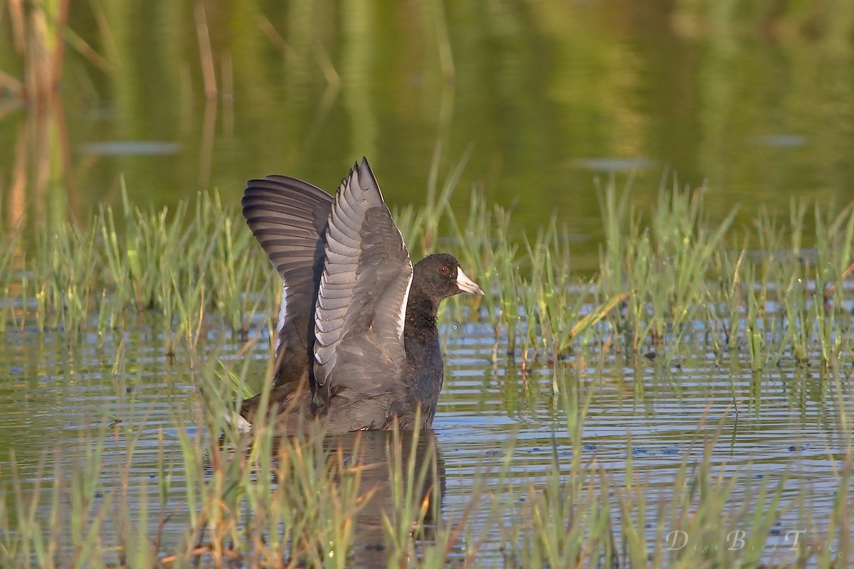 American Coot - ML66274821