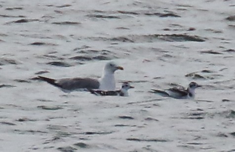 Mouette pygmée - ML66274881