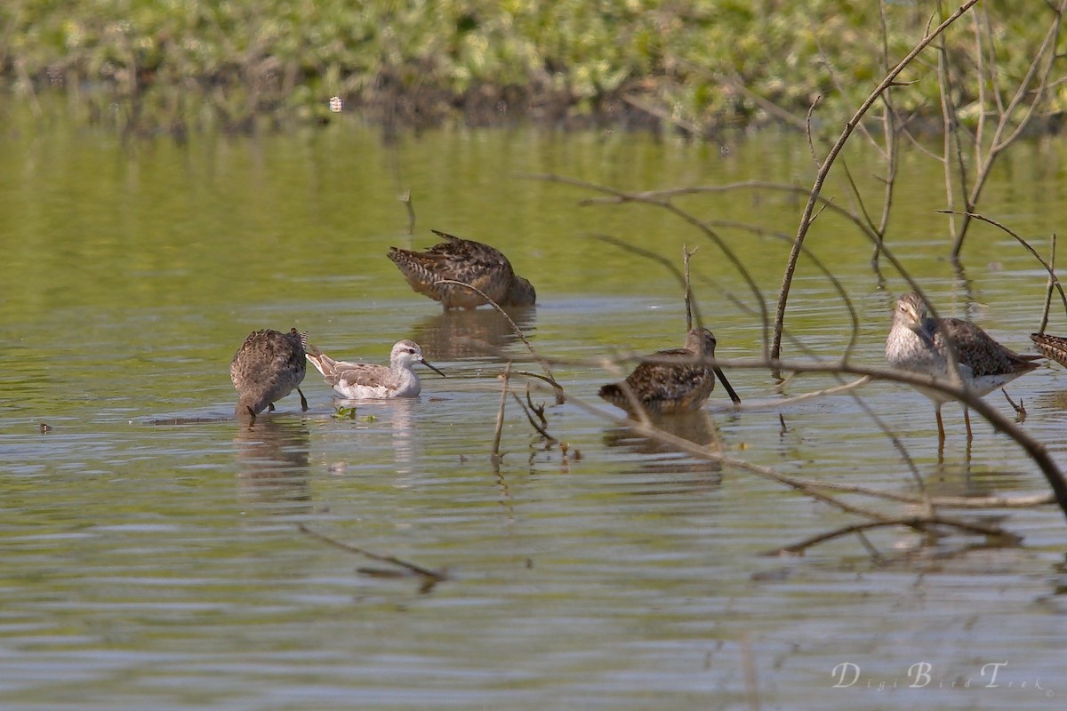 Phalarope de Wilson - ML66274931