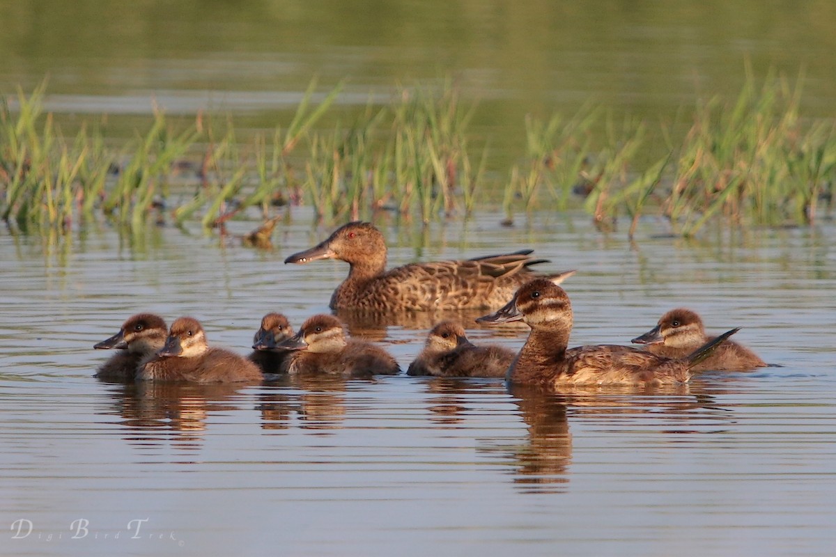 Ruddy Duck - ML66275051