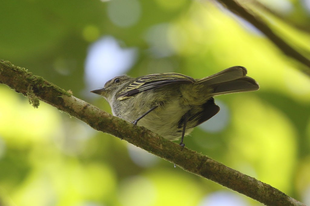 Mistletoe Tyrannulet - ML66275321