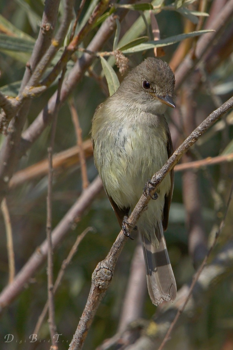 Willow Flycatcher - ML66275421