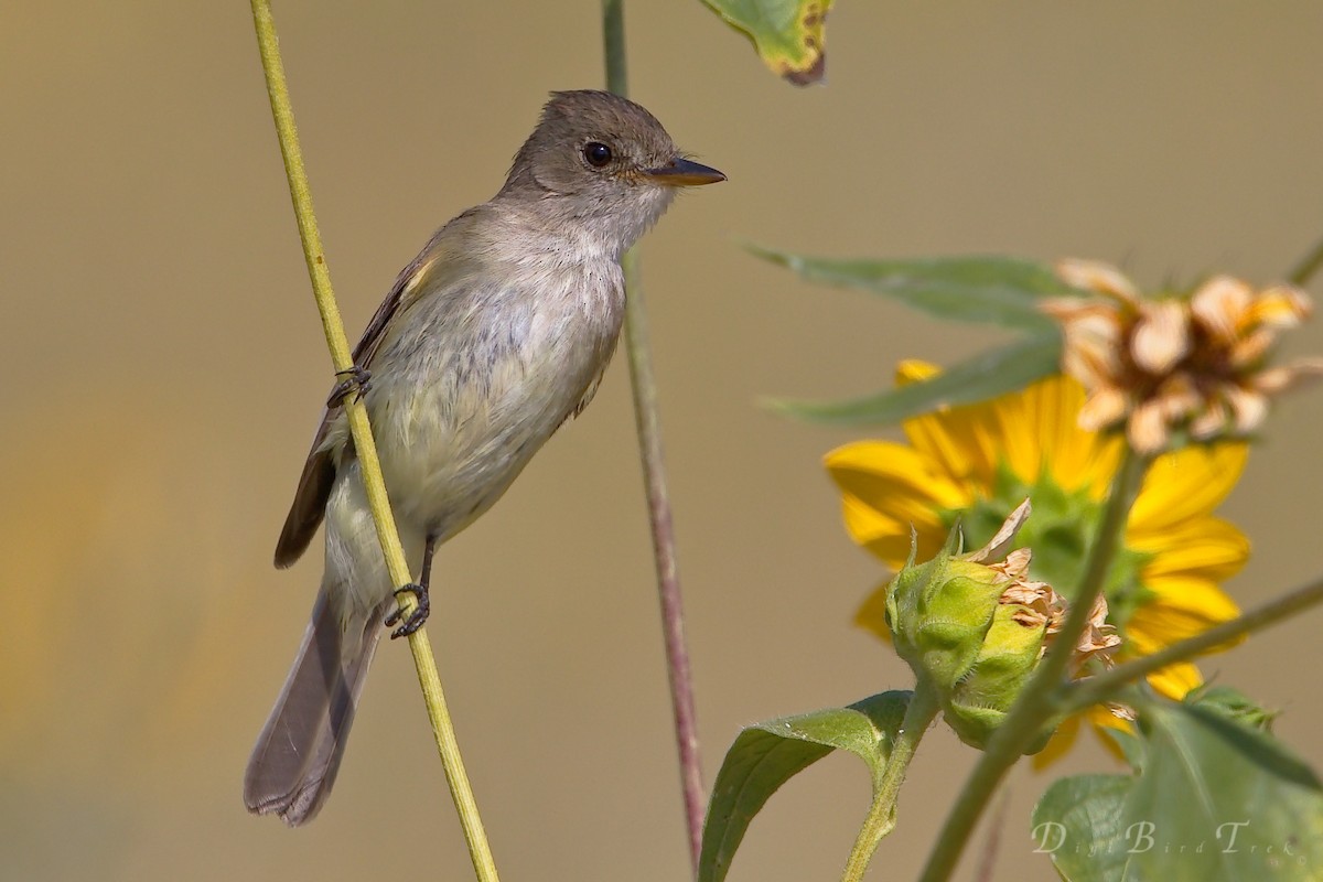 Willow Flycatcher - ML66275431