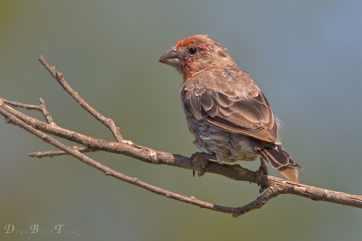 House Finch - ML66275511