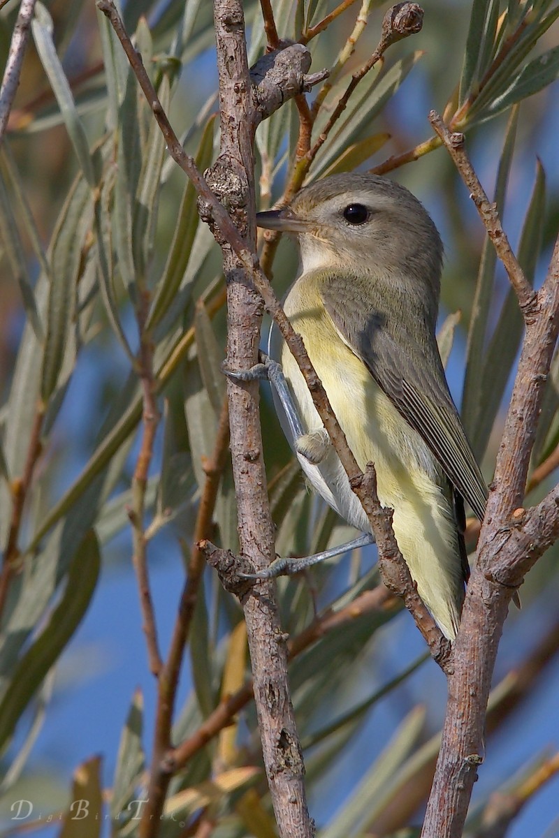 Warbling Vireo - DigiBirdTrek CA