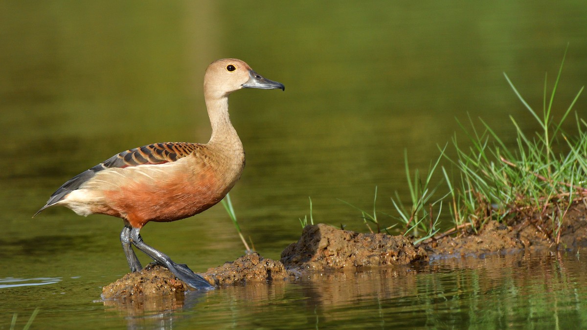 Lesser Whistling-Duck - ML66275601