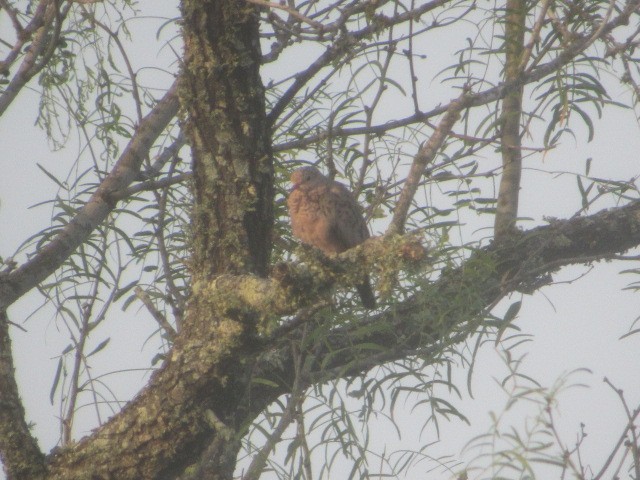 Common Ground Dove - ML66276641