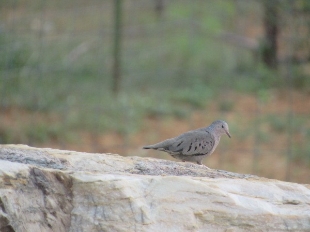 Common Ground Dove - ML66276961