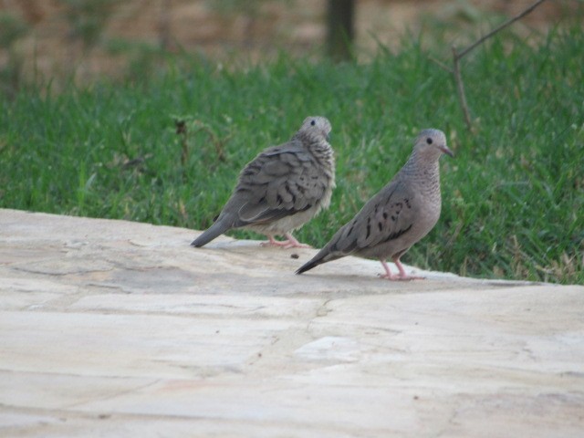 Common Ground Dove - ML66276971