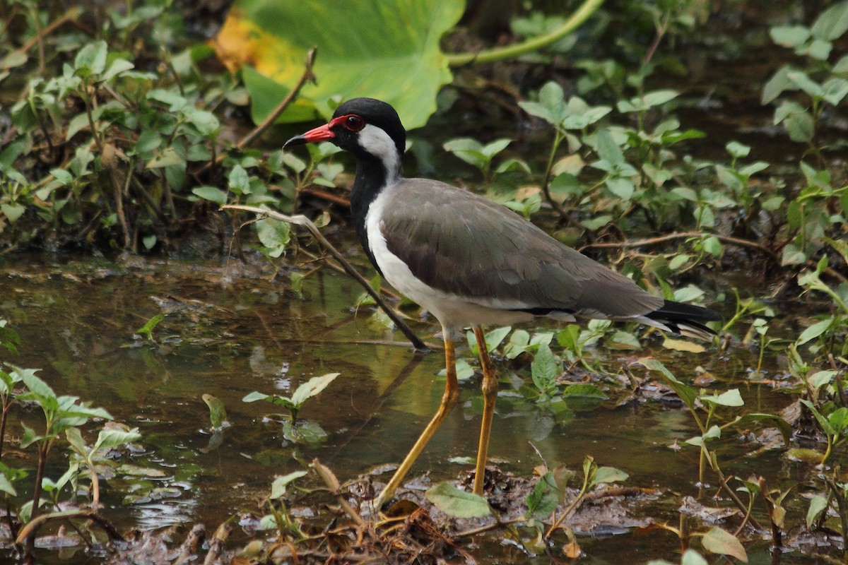 Red-wattled Lapwing - kuttettan munnar