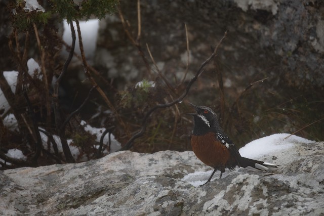 Cape Rockjumper