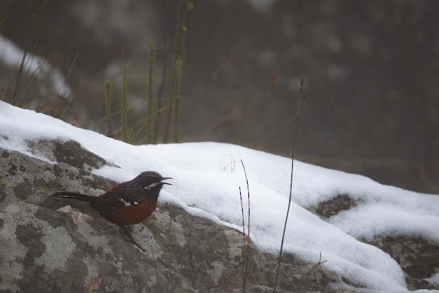 Cape Rockjumper