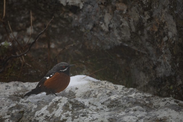 Cape Rockjumper