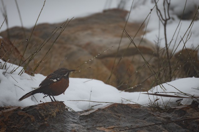Cape Rockjumper