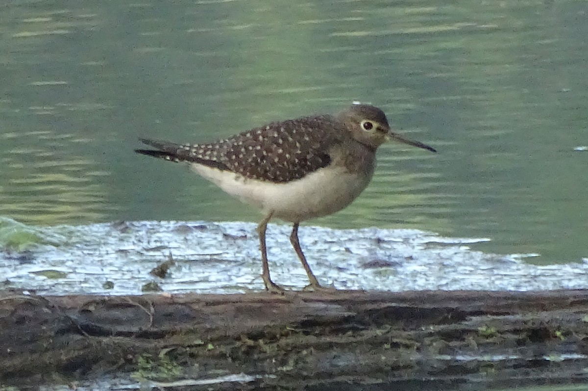 Solitary Sandpiper - Don Bemont