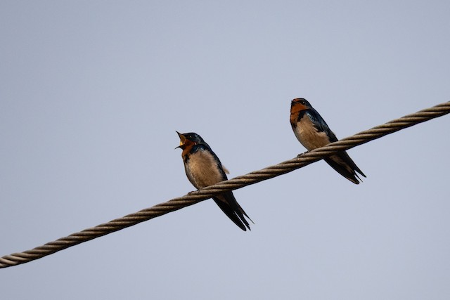 Swifts & Swallows