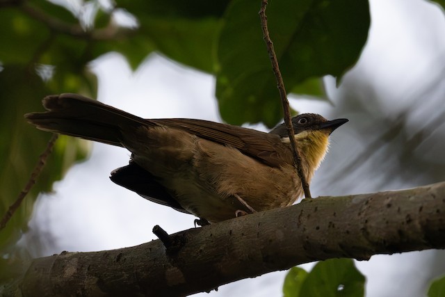 Bulbuls & Greenbuls