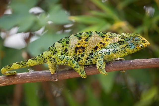 Chameleons & Lizards