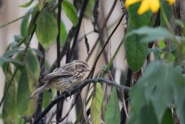 Canaries, Seedeaters & Buntings