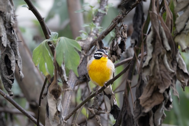 Golden-breasted Bunting (Emberiza flaviventris) — best photo, 2 in total