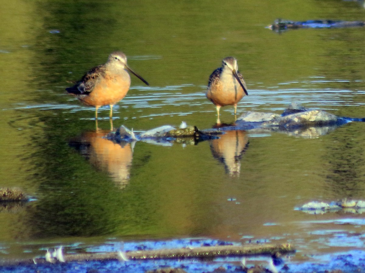 Long-billed Dowitcher - ML66279171