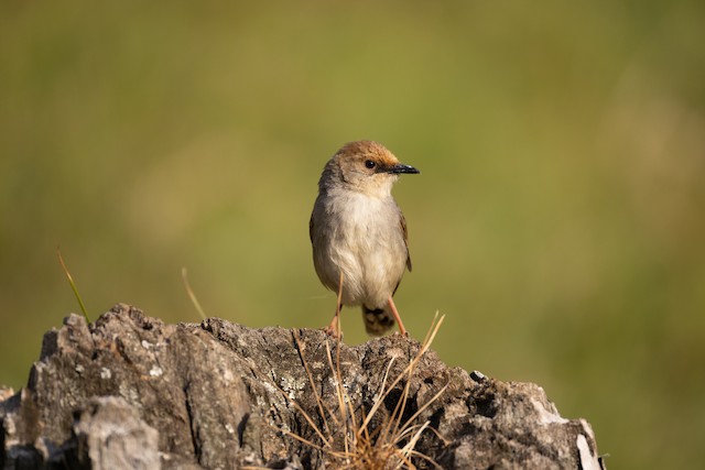 Warblers, Apalis & Cisticolas