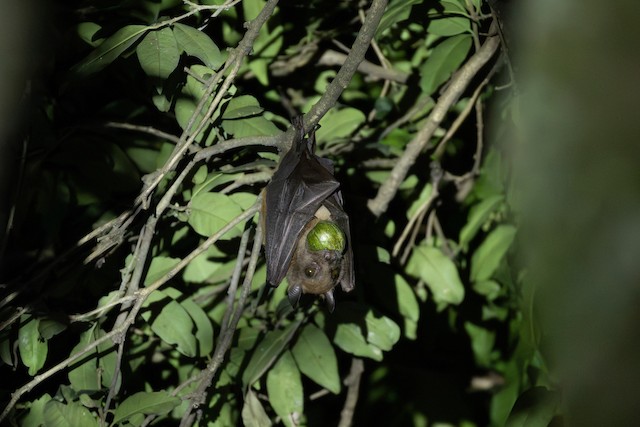 Egyptian Rousette (Rousettus aegyptiacus) — best photo, 1 in total