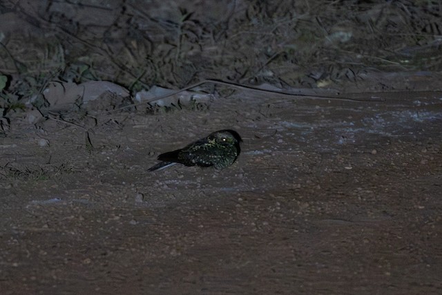 Montane Nightjar (Caprimulgus poliocephalus) — best photo, 1 in total