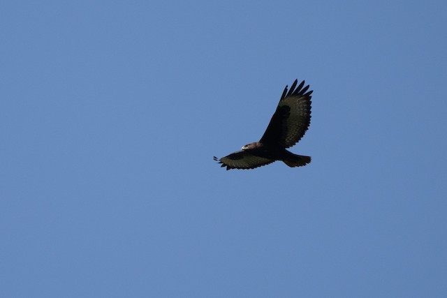 Augur Buzzard (Buteo augur) — best photo, 1 in total