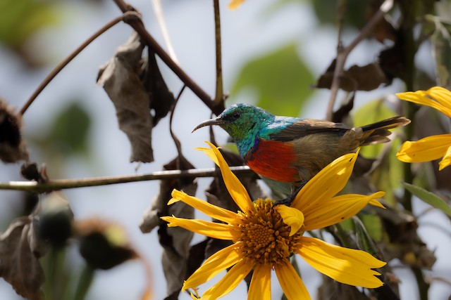 Northern Double-collared Sunbird (Cinnyris reichenowi) — best photo, 1 in total