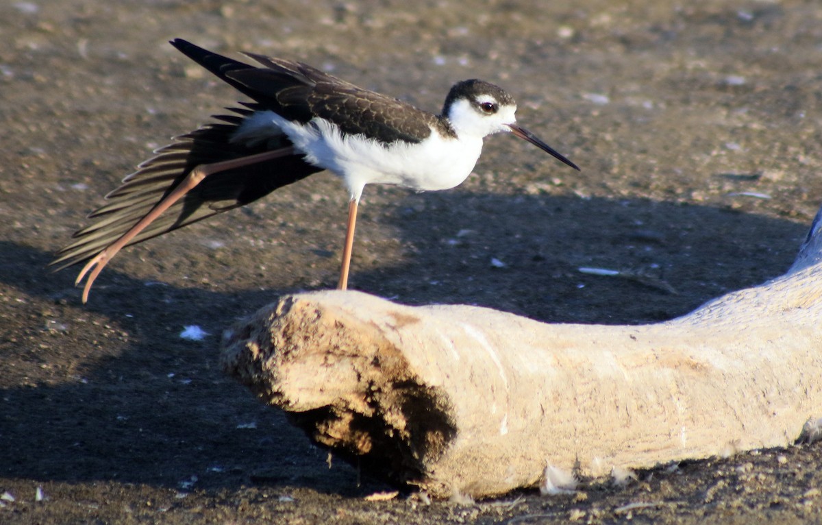 Black-necked Stilt - ML66279231