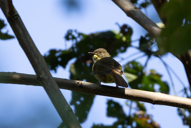 Yellow-whiskered Greenbul (Eurillas latirostris) — best photo, 1 in total