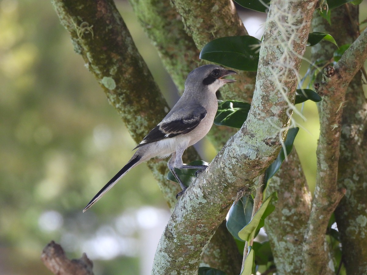 Pie-grièche migratrice - ML662792397