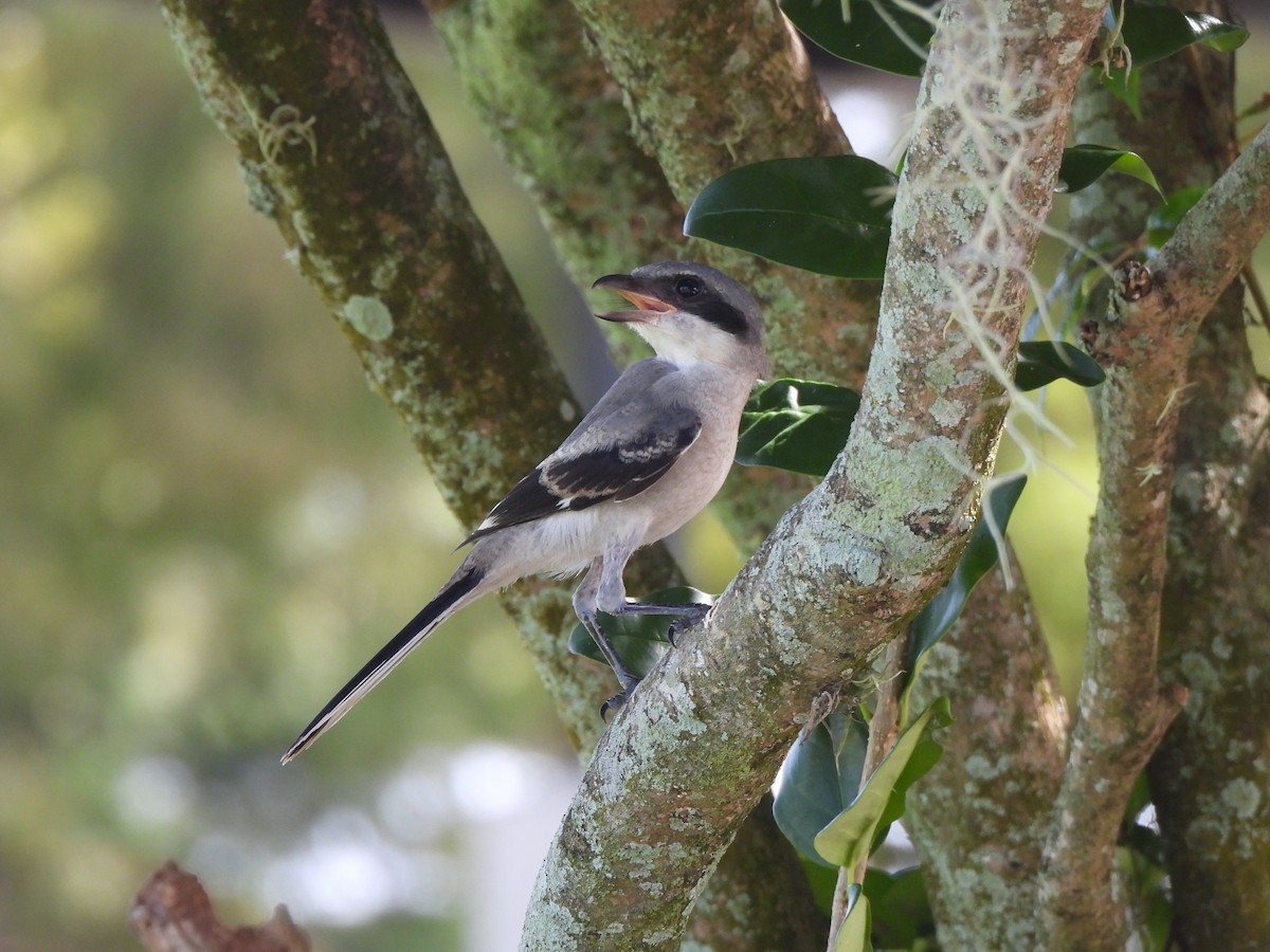 Pie-grièche migratrice - ML662792398