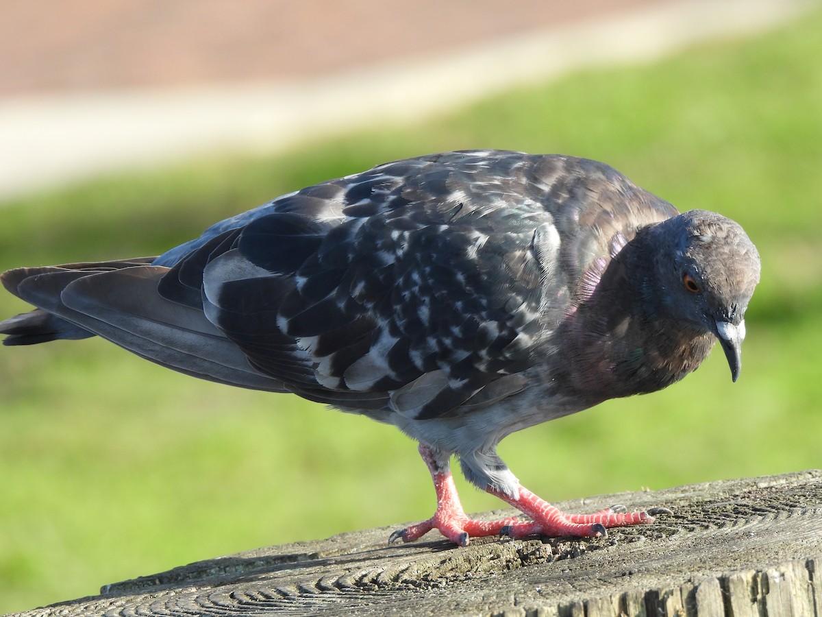 Pigeon biset (forme domestique) - ML662792463