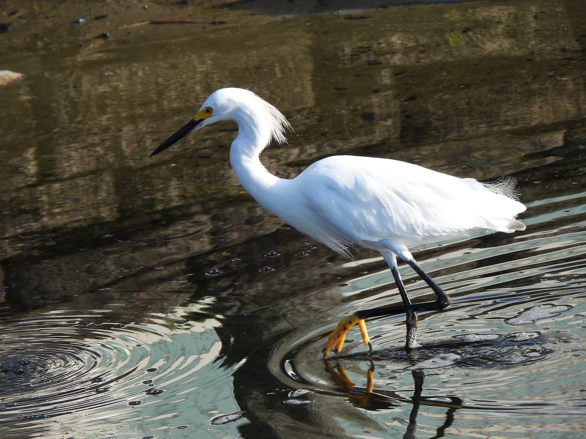 Aigrette neigeuse - ML662792474