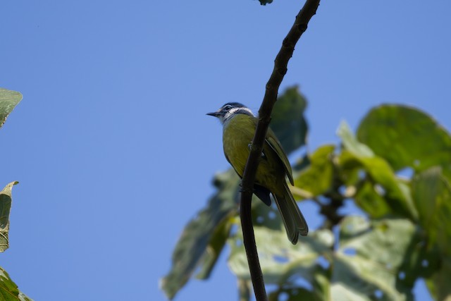 Kikuyu Mountain Greenbul (Arizelocichla kikuyuensis) — best photo, 2 in total
