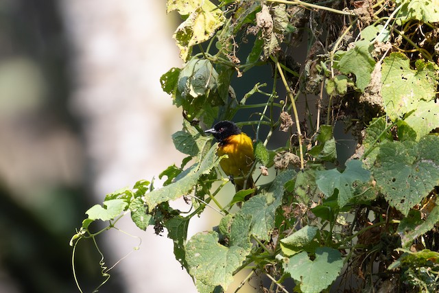 Strange Weaver (Ploceus alienus) — best photo, 1 in total