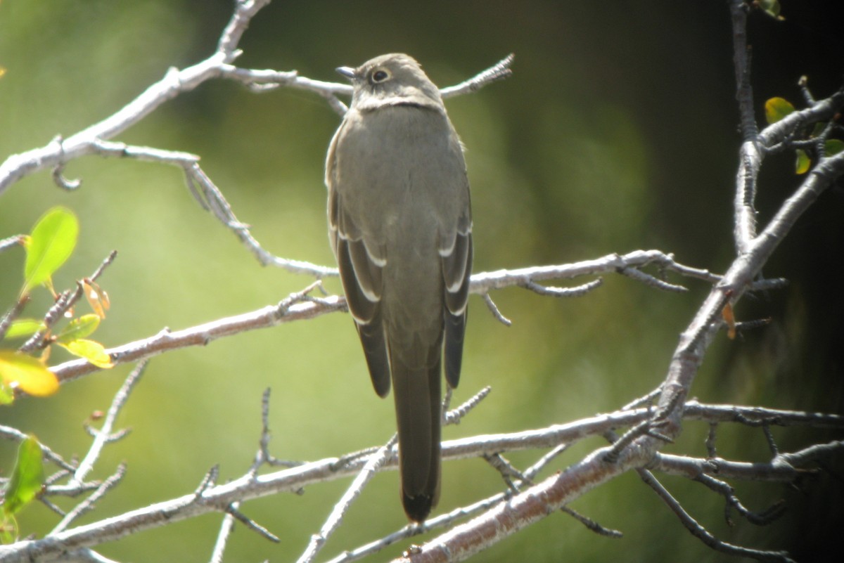 Townsend's Solitaire - ML66279261