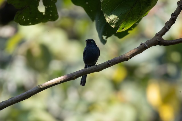 Yellow-eyed Black-Flycatcher (Melaenornis ardesiacus) — best photo, 1 in total