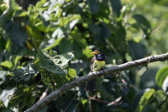 Eastern Yellow-billed Barbet (Trachylaemus purpuratus) — best photo, 4 in total