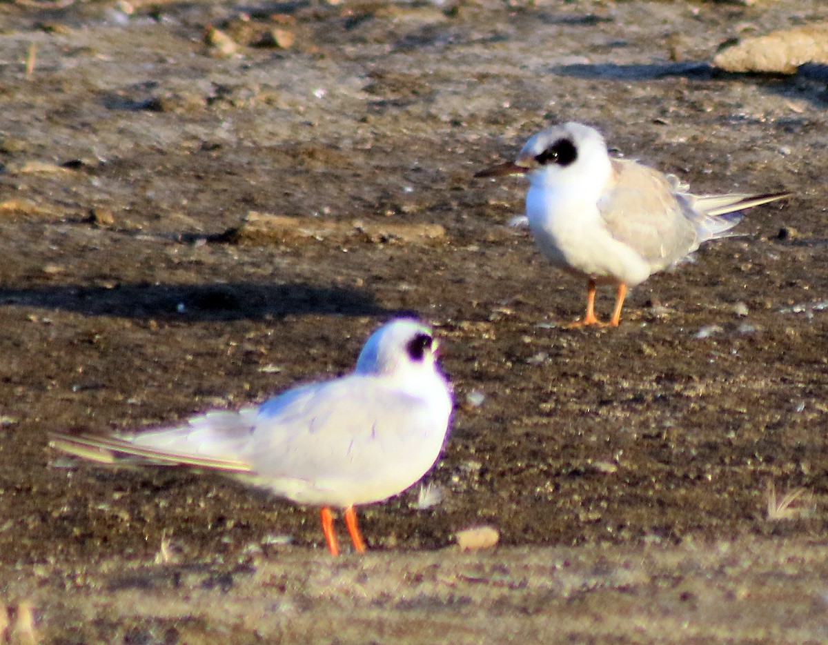 Forster's Tern - ML66279311