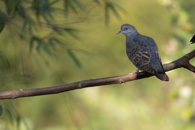 Dusky Turtle Dove
