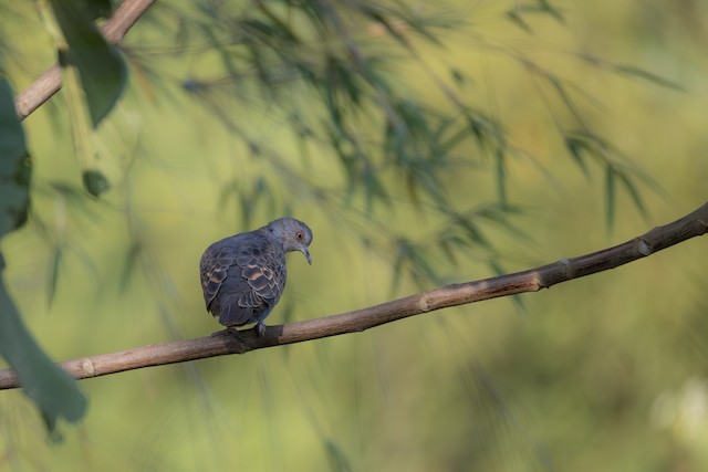 Dusky Turtle Dove
