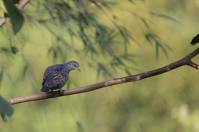 Dusky Turtle Dove