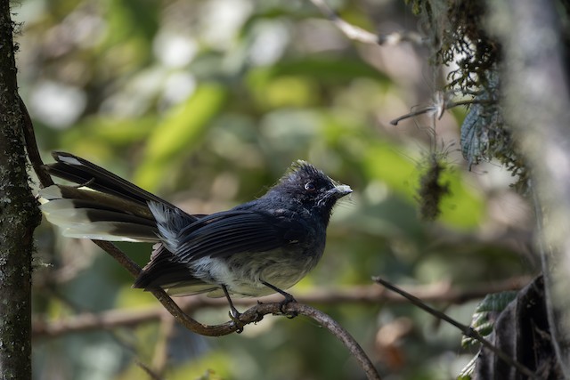 White-tailed Crested Flycatcher