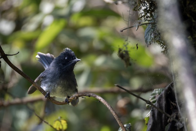 White-tailed Crested Flycatcher