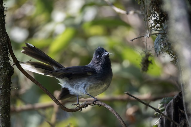 White-tailed Crested Flycatcher