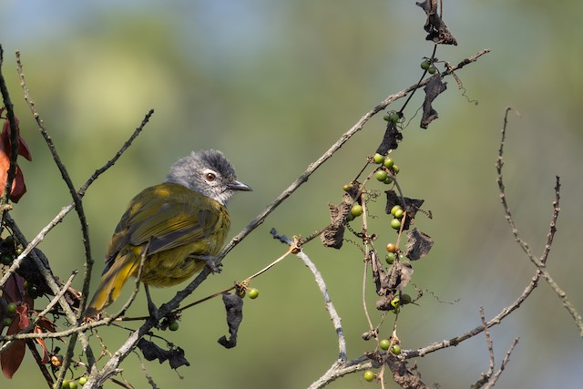 Kikuyu Mountain Greenbul
