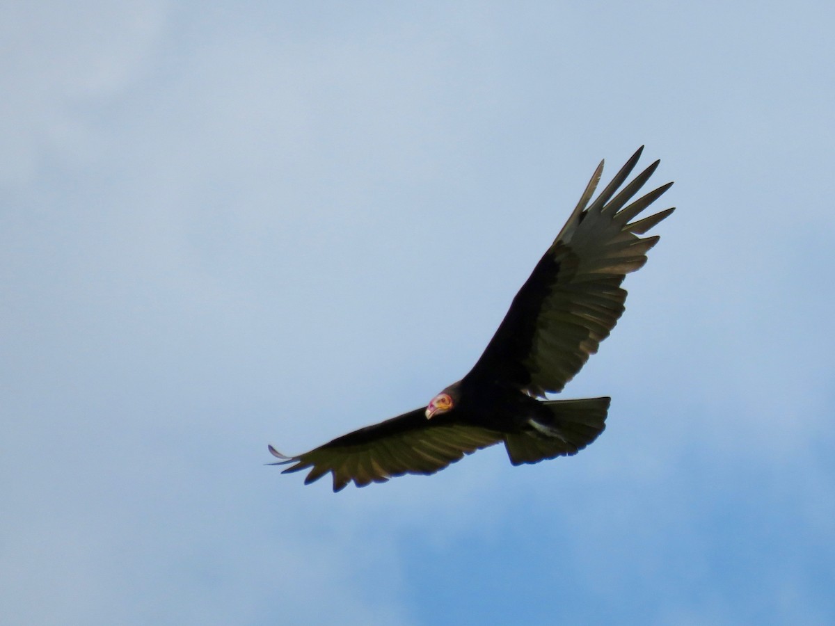 Lesser Yellow-headed Vulture - John van Dort